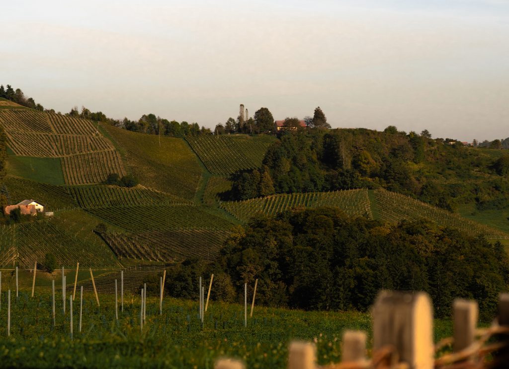 FLEIN_GROSS_Header_Ausblick