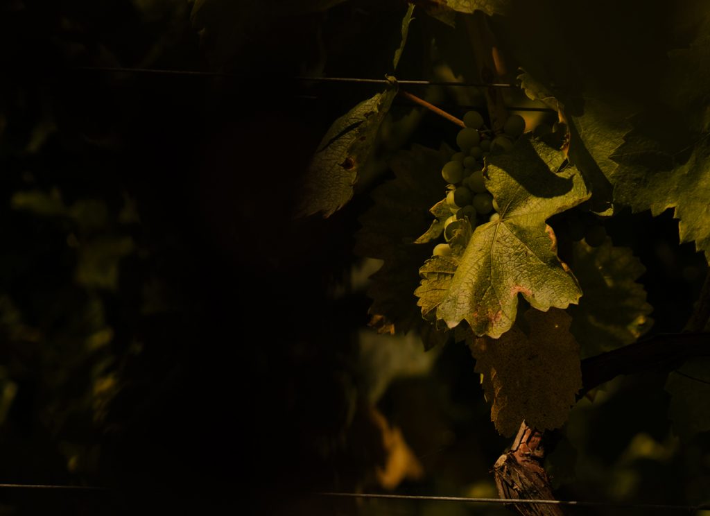 FLEIN_GROSS_Header_Weingarten