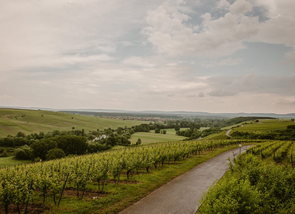 FLEIN_SCHMIDT_Header_Weinberge