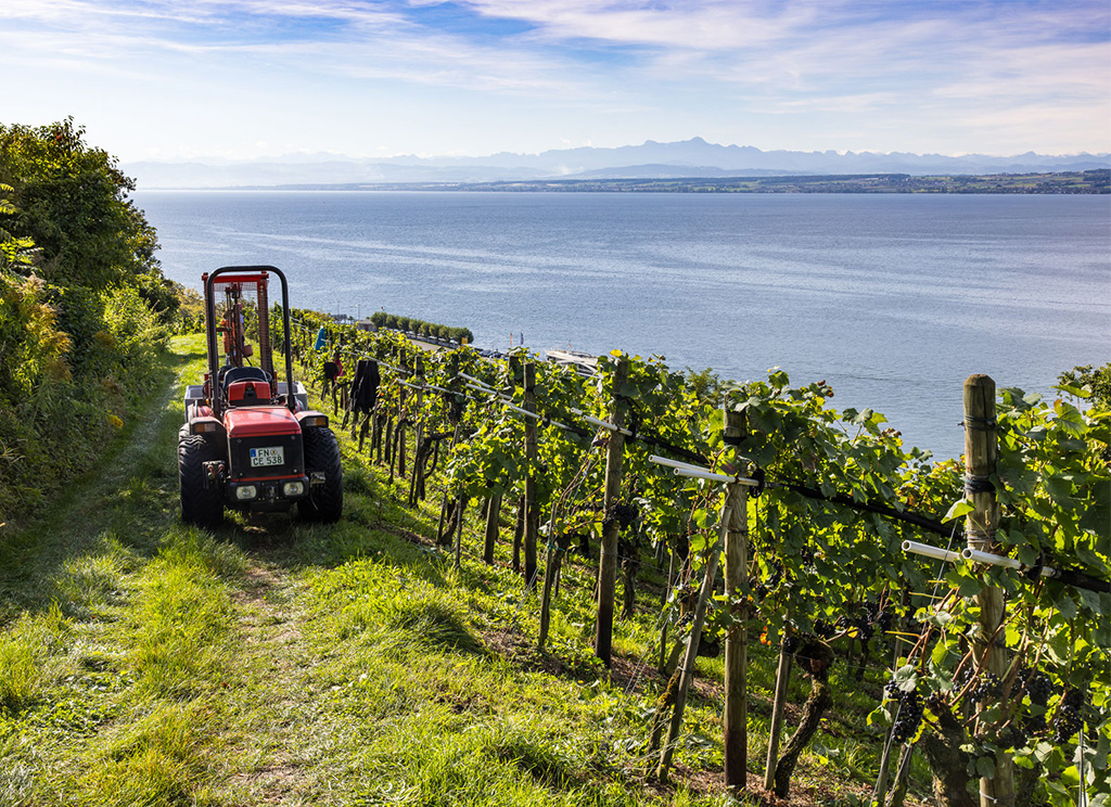 Schmidt_Bodensee_Weingarten