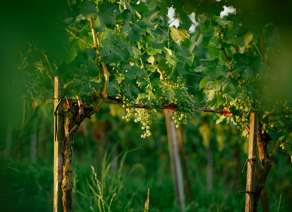Schmidt_Weingarten_Trauben